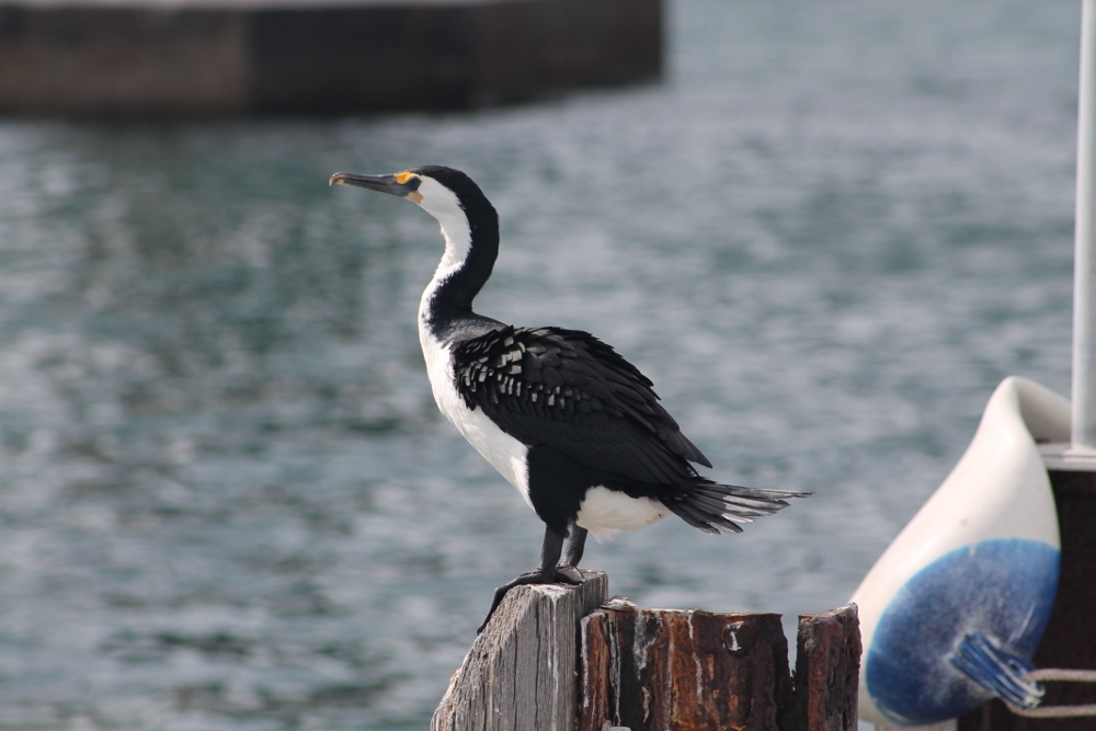 shag small craft jetty (1000x667)